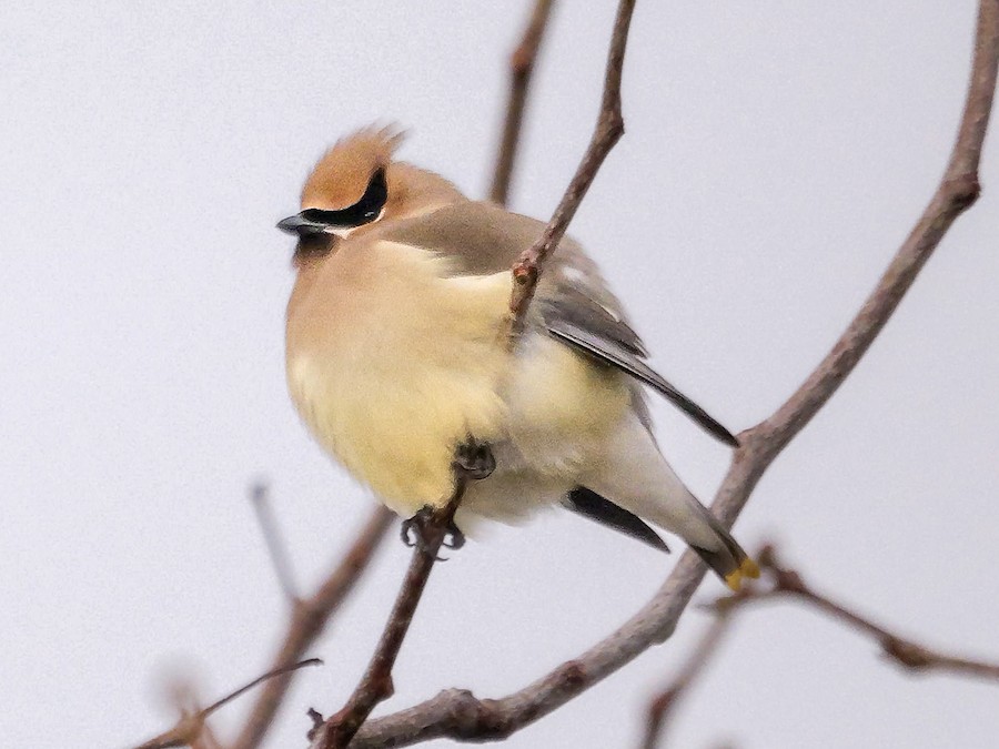 Cedar Waxwing - Roger Horn