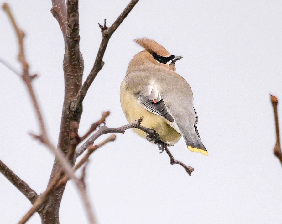 Cedar Waxwing - Roger Horn