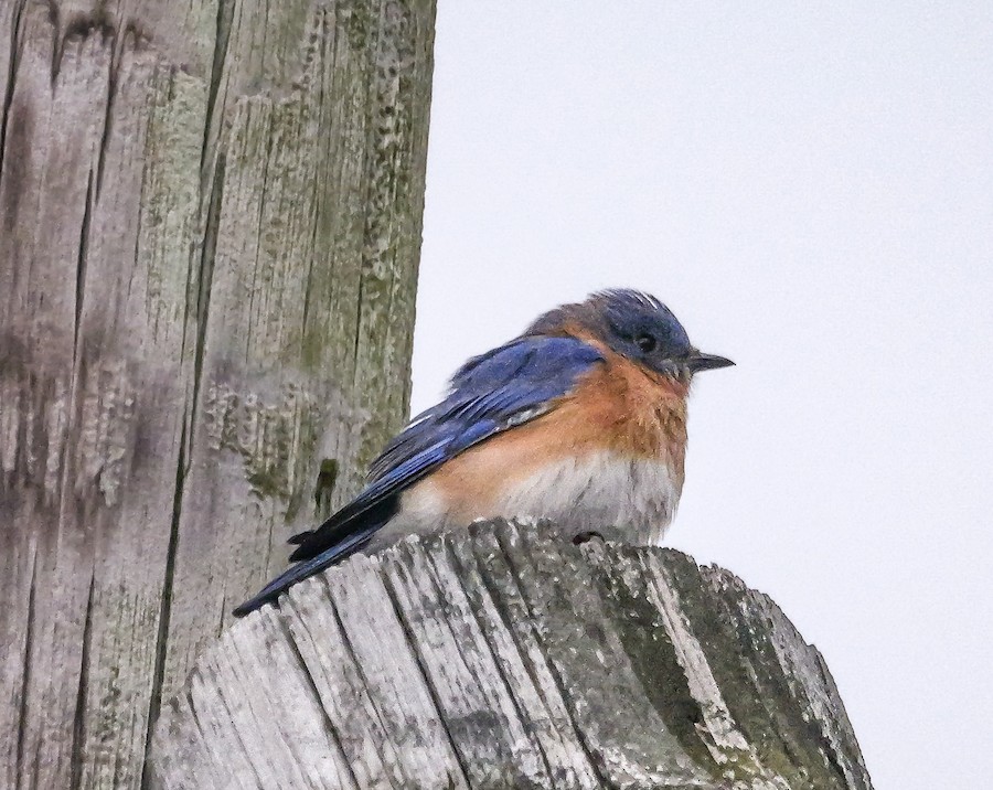 Eastern Bluebird - Roger Horn