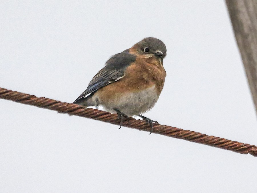 Eastern Bluebird - Roger Horn