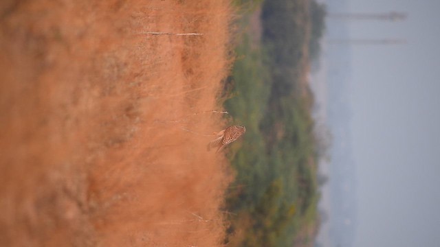 tårnfalk - ML650884628