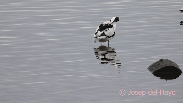 avosett - ML650884755