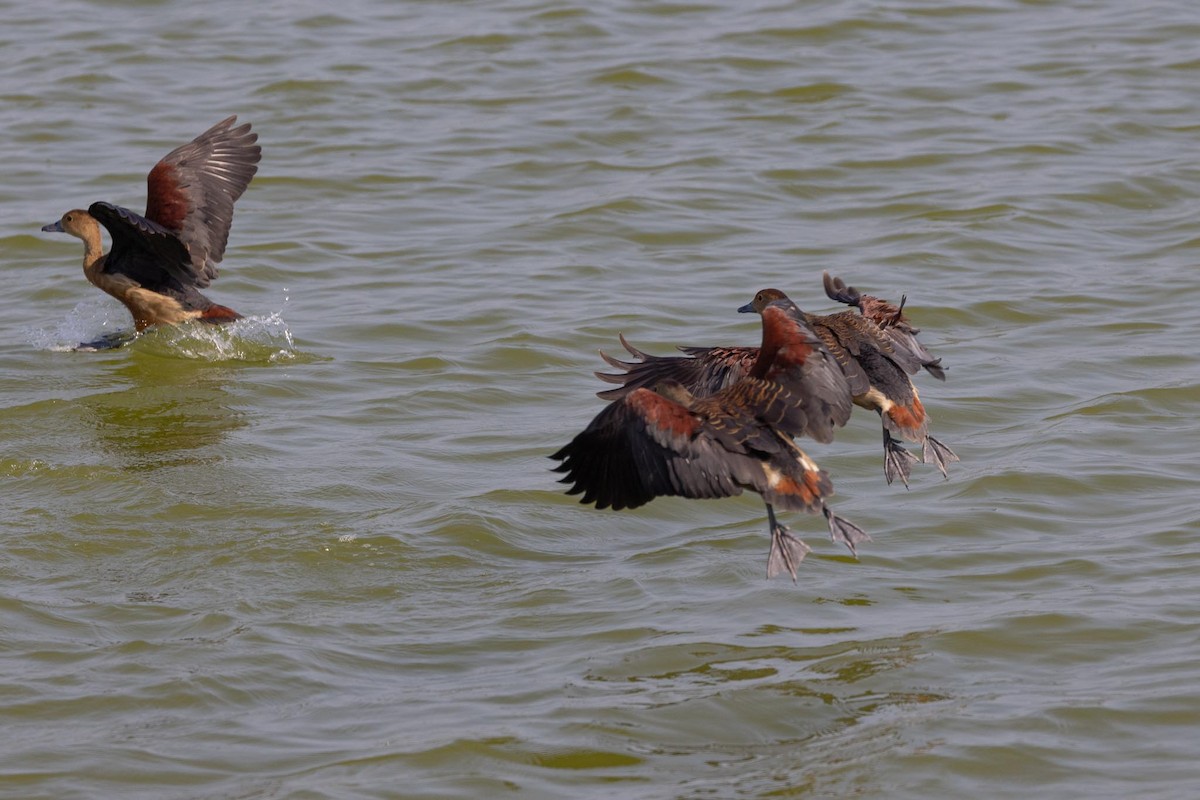 Малая древесная утка - ML650884798