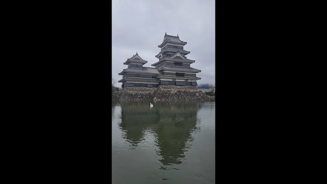 knoppsvane - ML650884817