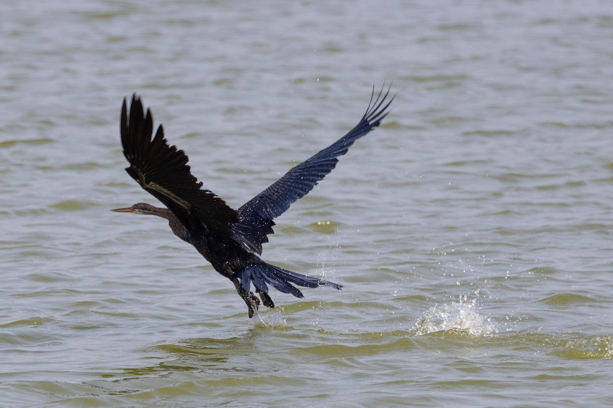 Азиатская змеешейка - ML650884824