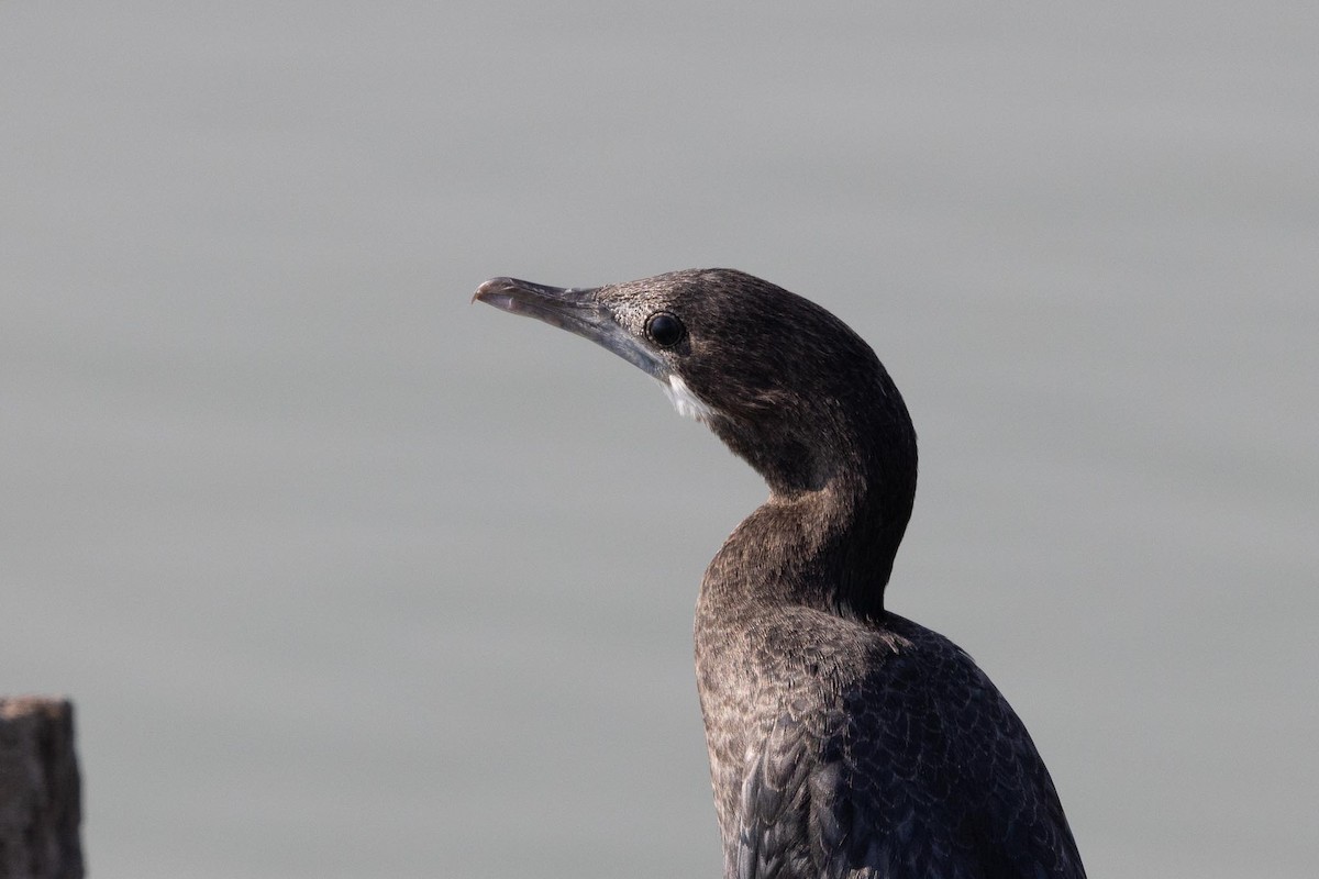 Яванский баклан - ML650884837