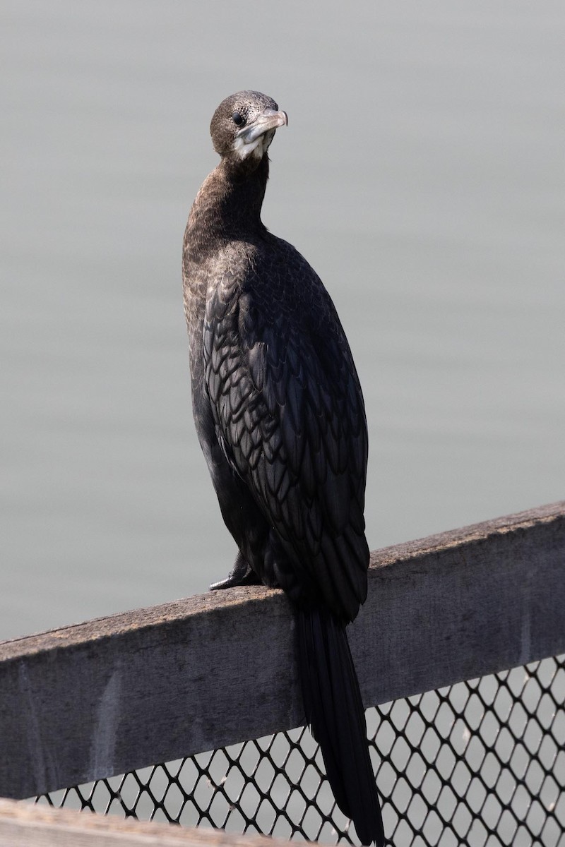 Яванский баклан - ML650884838