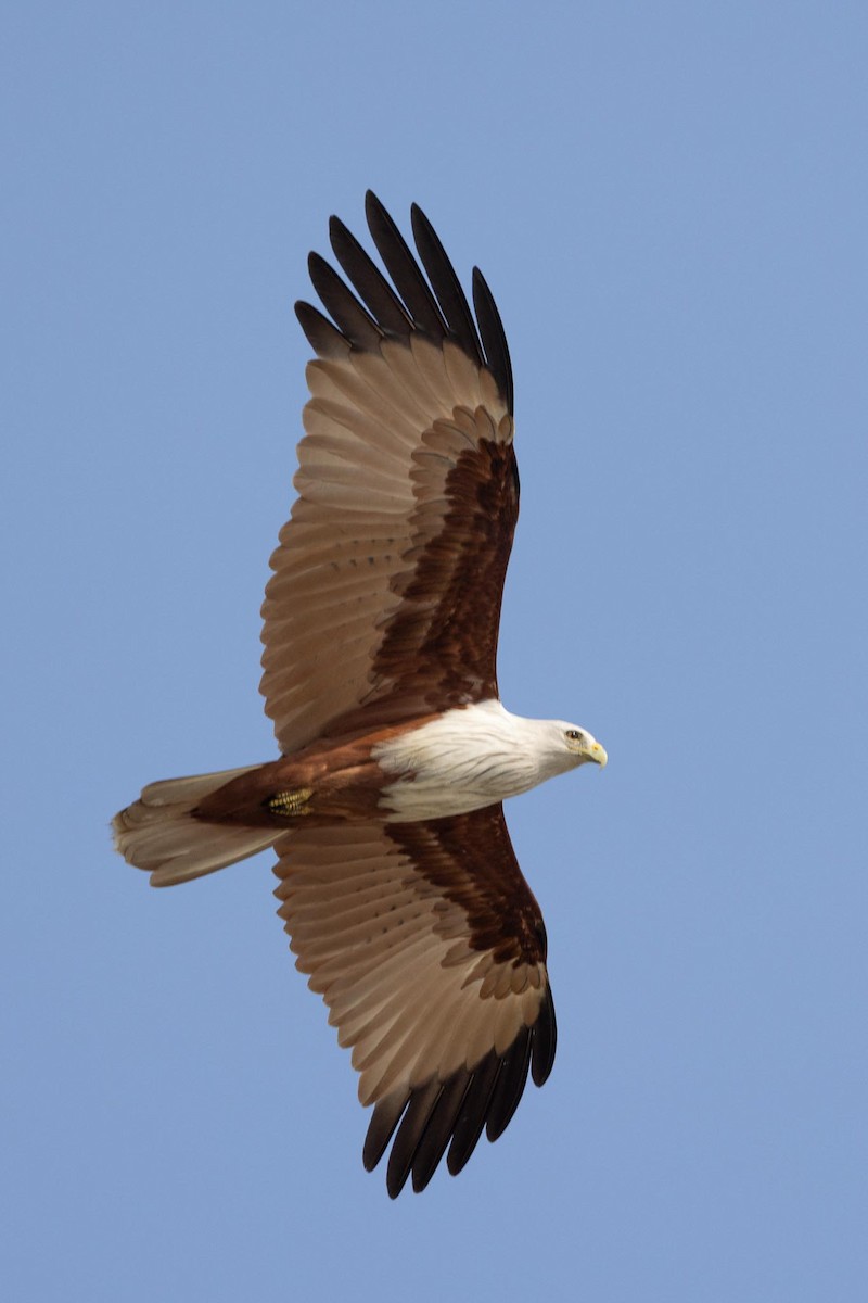 Браминский коршун - ML650884867