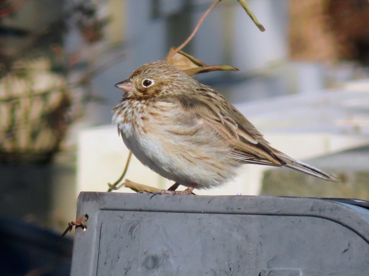 Akşamcı Serçe - ML650884871