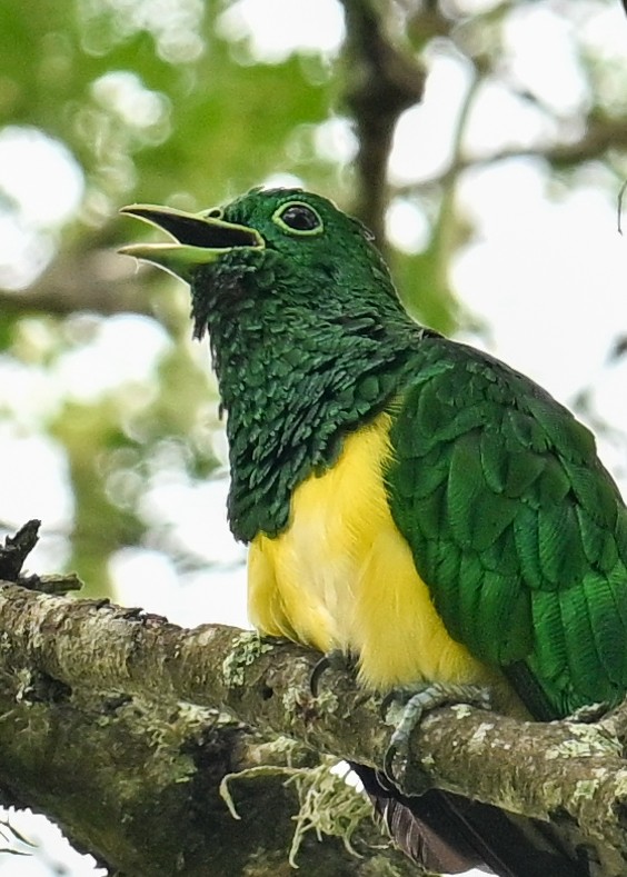 ミドリカッコウ - ML650884893