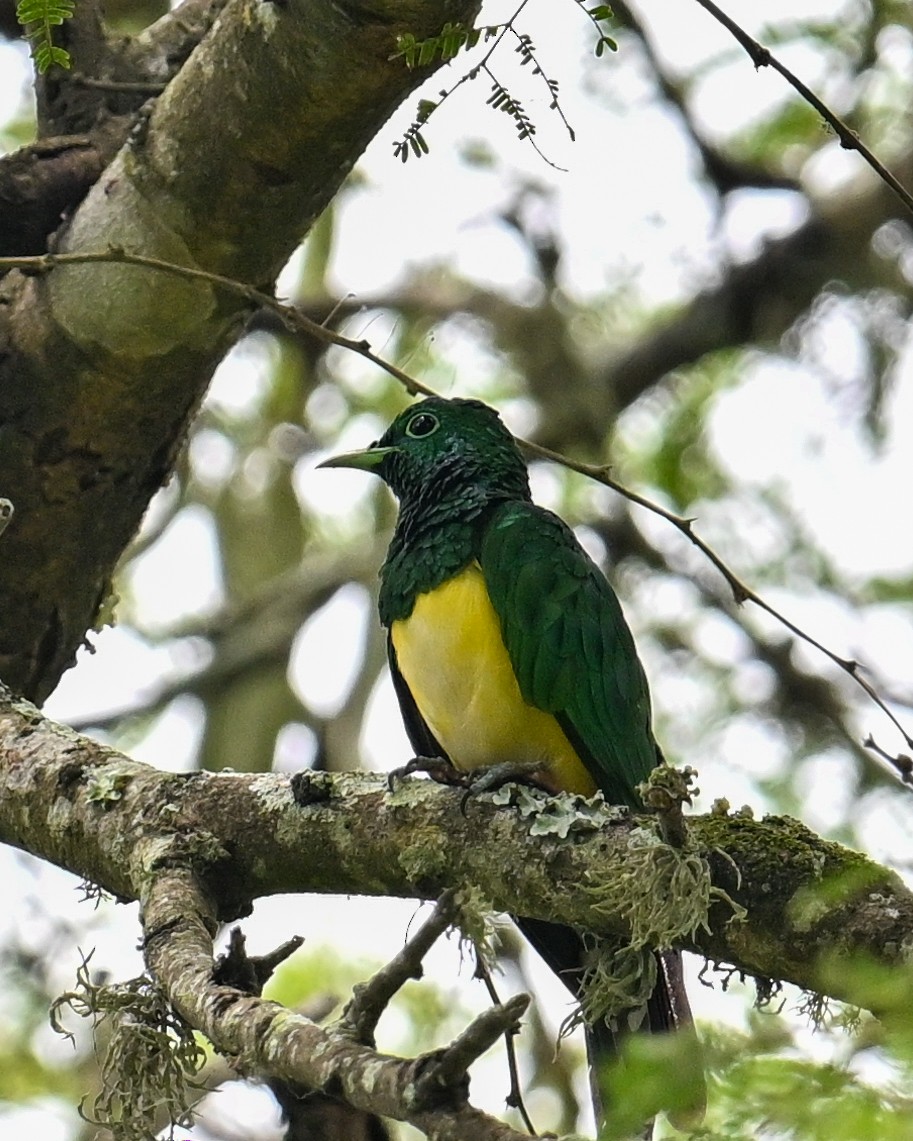 ミドリカッコウ - ML650884894