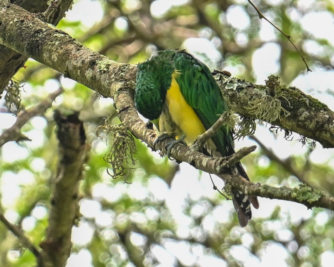 ミドリカッコウ - ML650884897