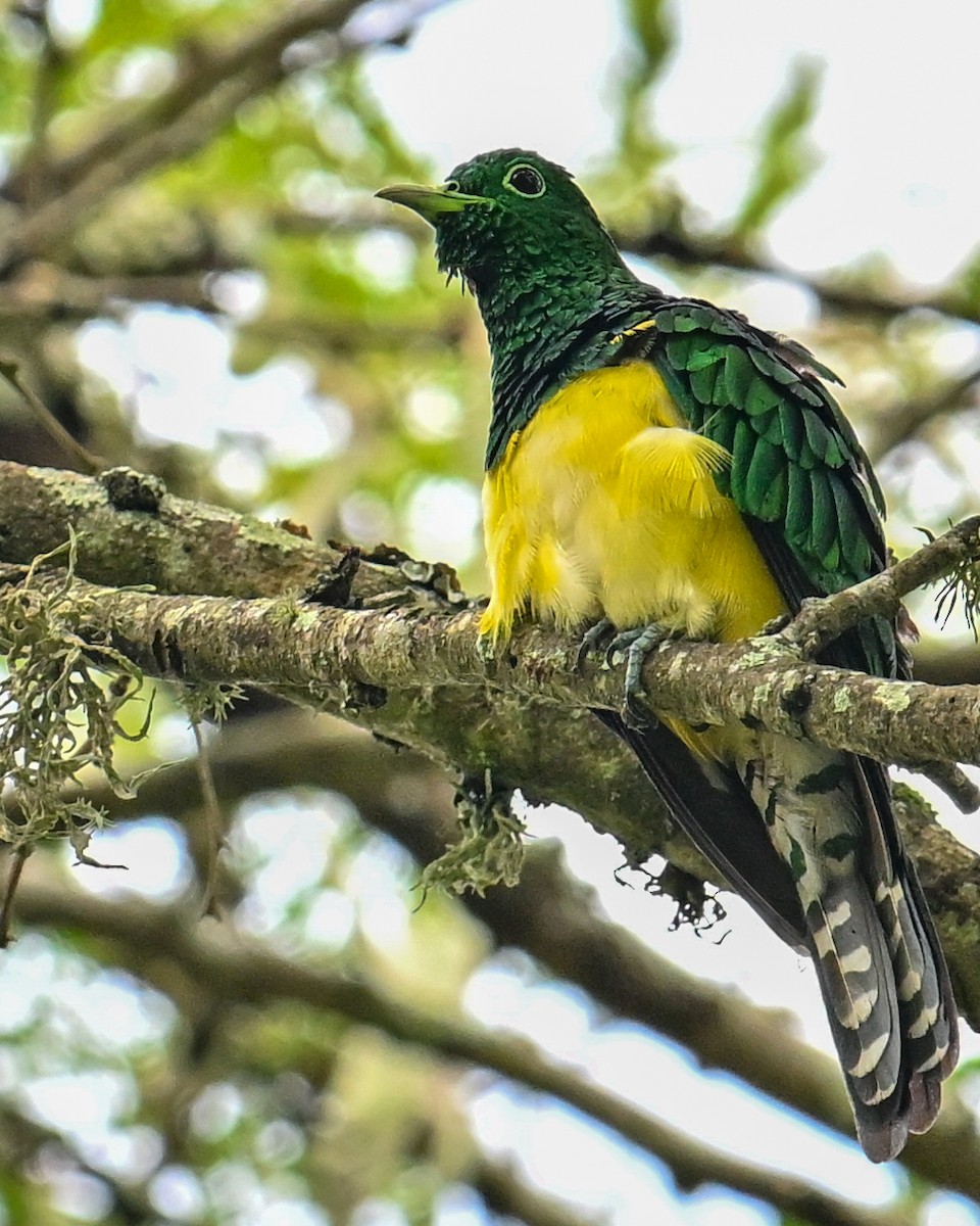 ミドリカッコウ - ML650884898