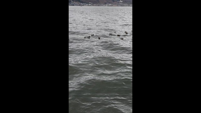 brunnakke - ML650884901