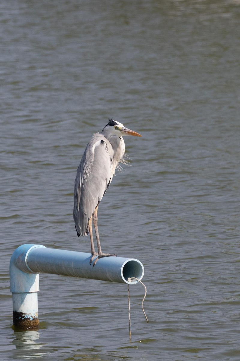 Серая цапля - ML650884929