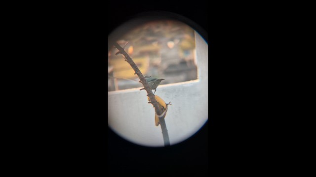 bispetanagar - ML650885112