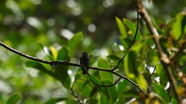 brunkolibri - ML650885123