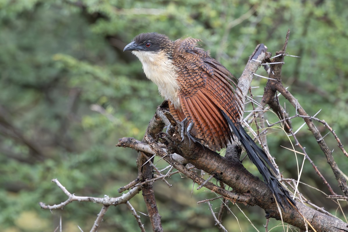 Burchell Kukalı - ML650885146