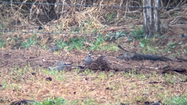 hvitkronespurv - ML650885189