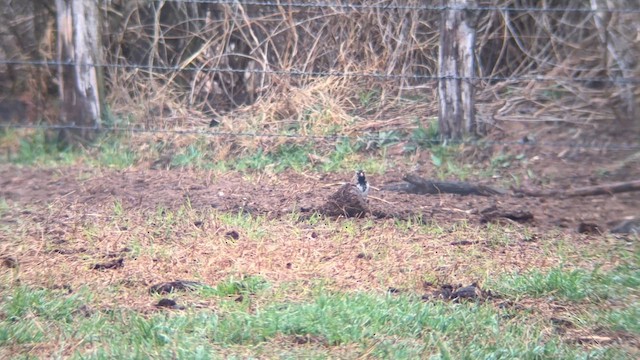 granspurv - ML650885204