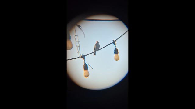 bispetanagar - ML650885234