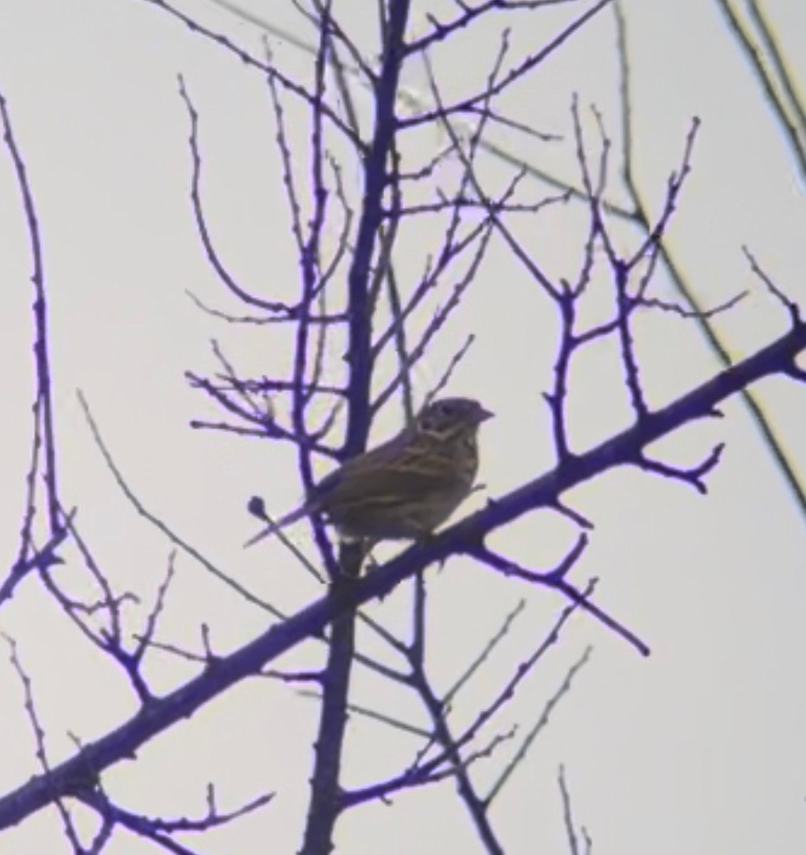 Akşamcı Serçe - ML650885248