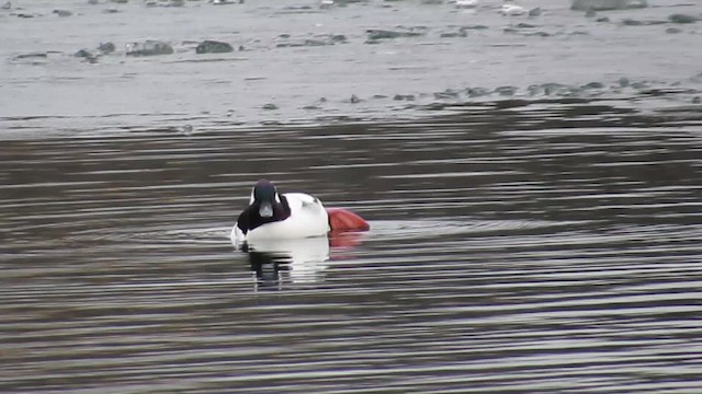 bøffeland - ML650885345