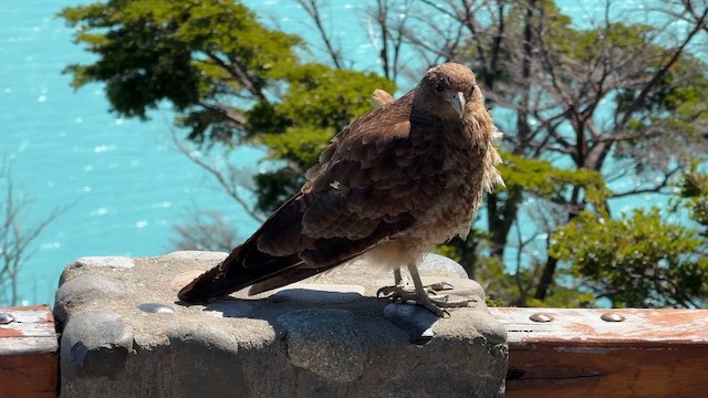 brunkarakara - ML650885431