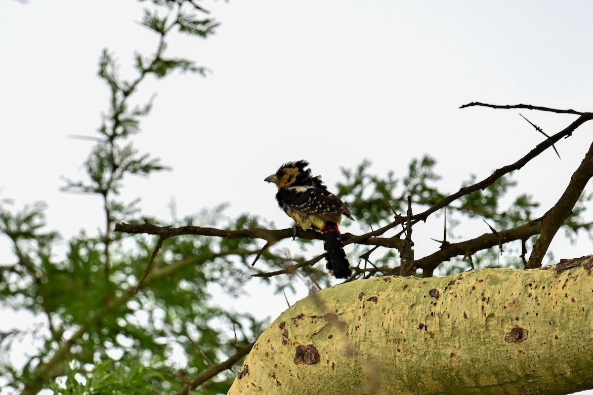 ムナオビオナガゴシキドリ - ML650885533