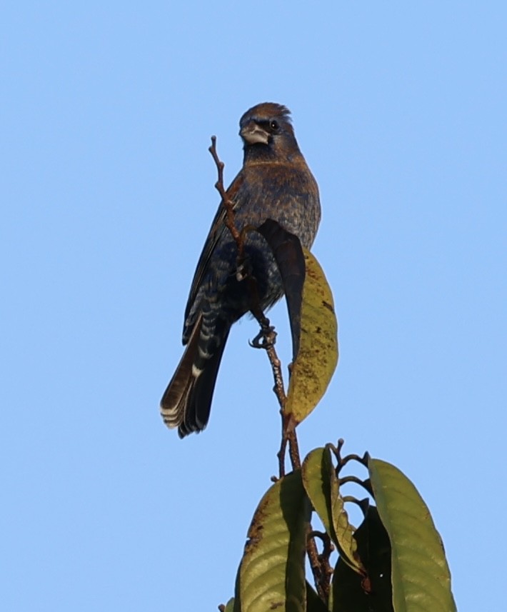 Blue Grosbeak - ML650885648