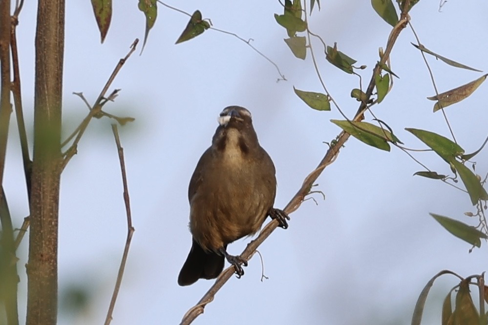 Blue Grosbeak - ML650885649