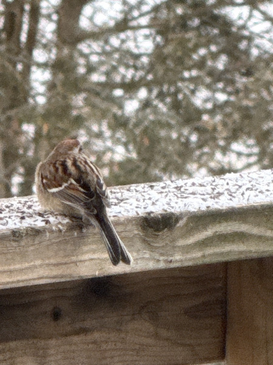 American Tree Sparrow - ML650885756
