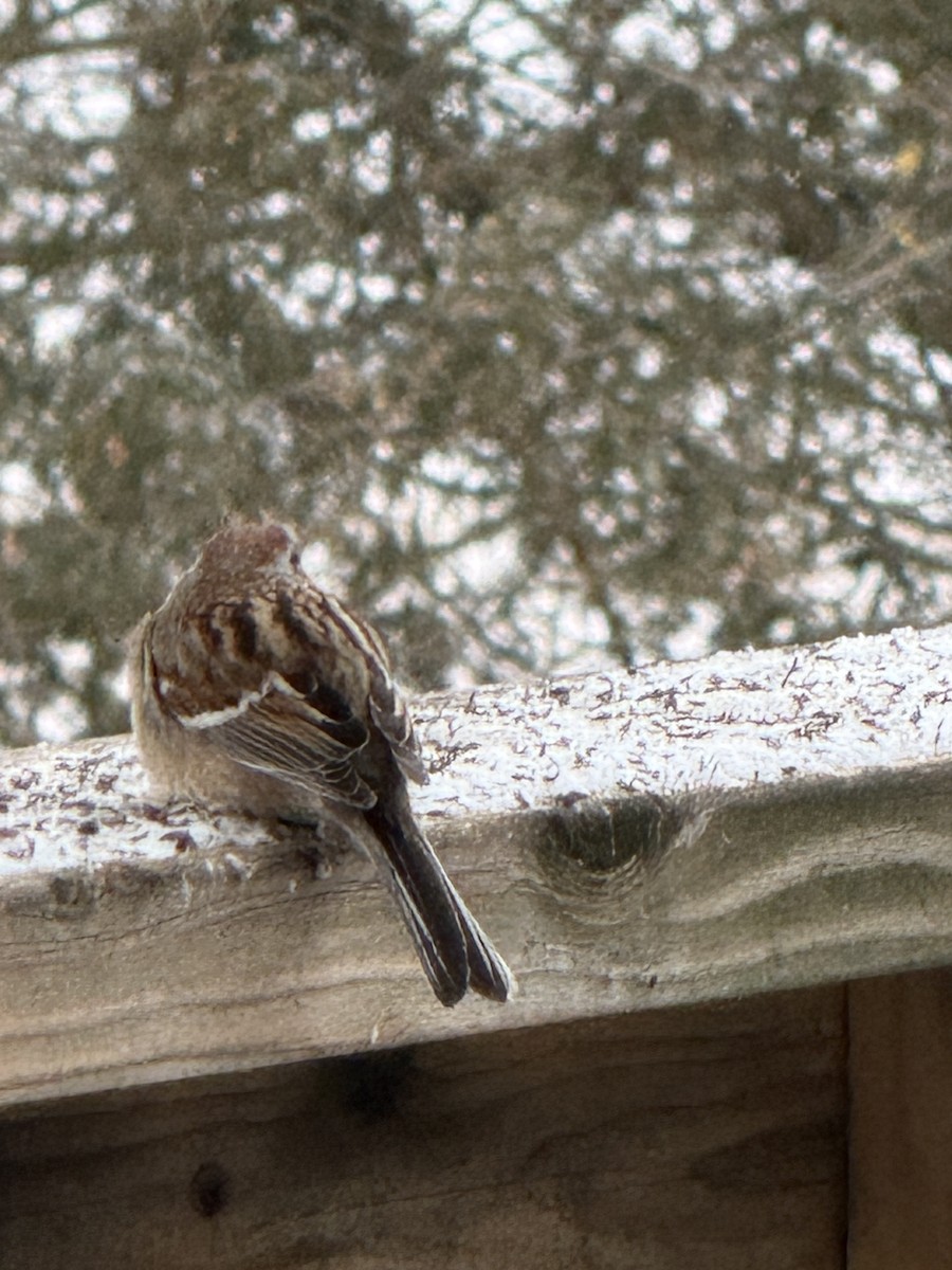 American Tree Sparrow - ML650885757
