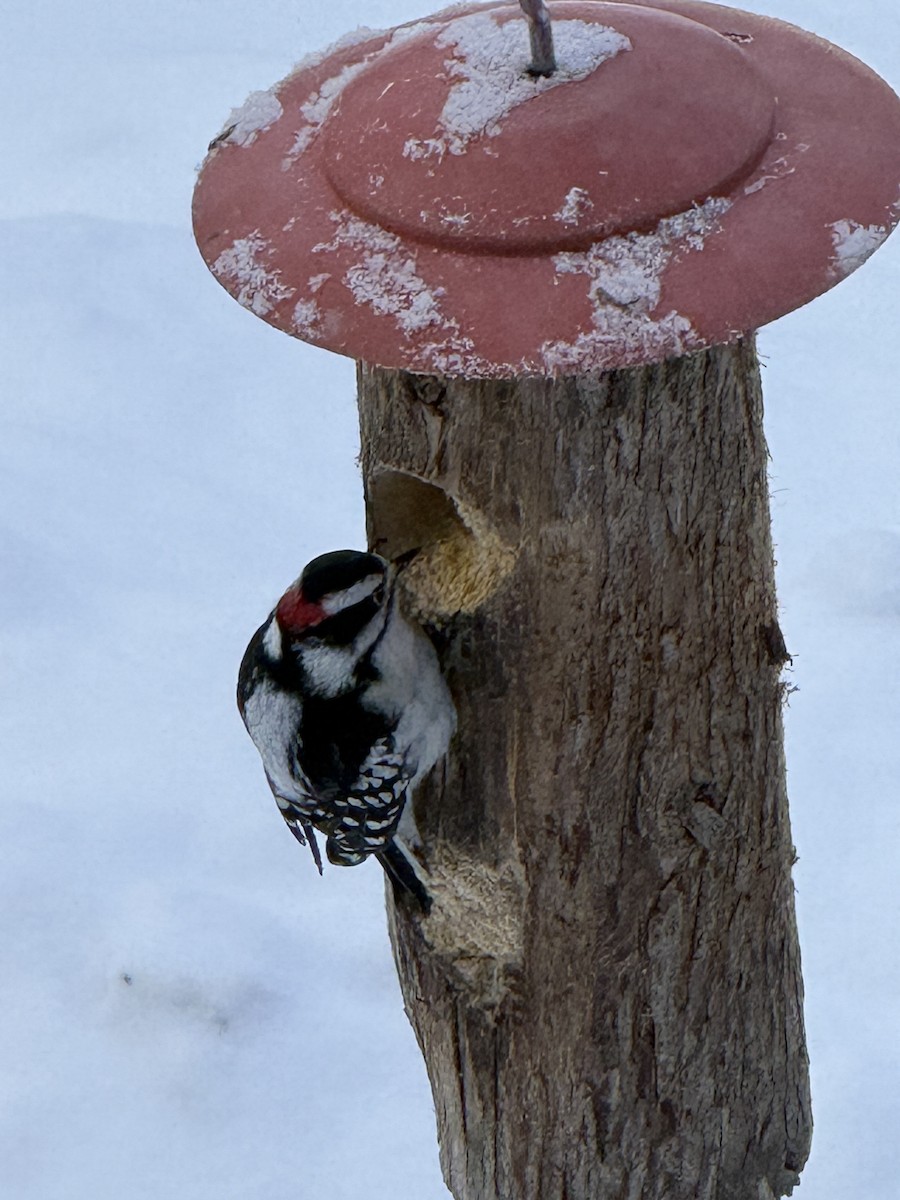 Downy Woodpecker - ML650885772