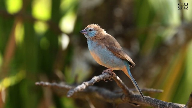 Red-cheeked Cordonbleu - ML650885926
