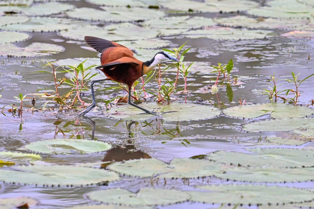 アフリカレンカク - ML650885942