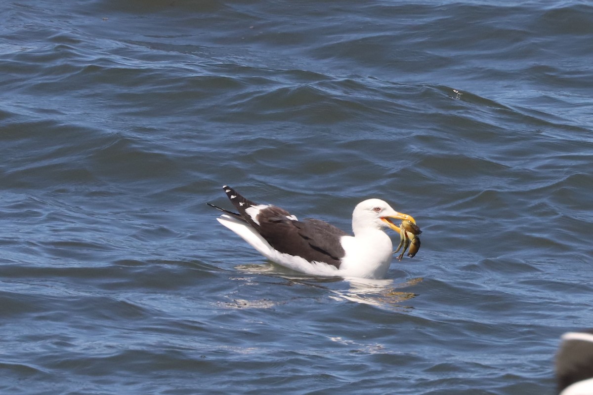 Goéland dominicain - ML650885987