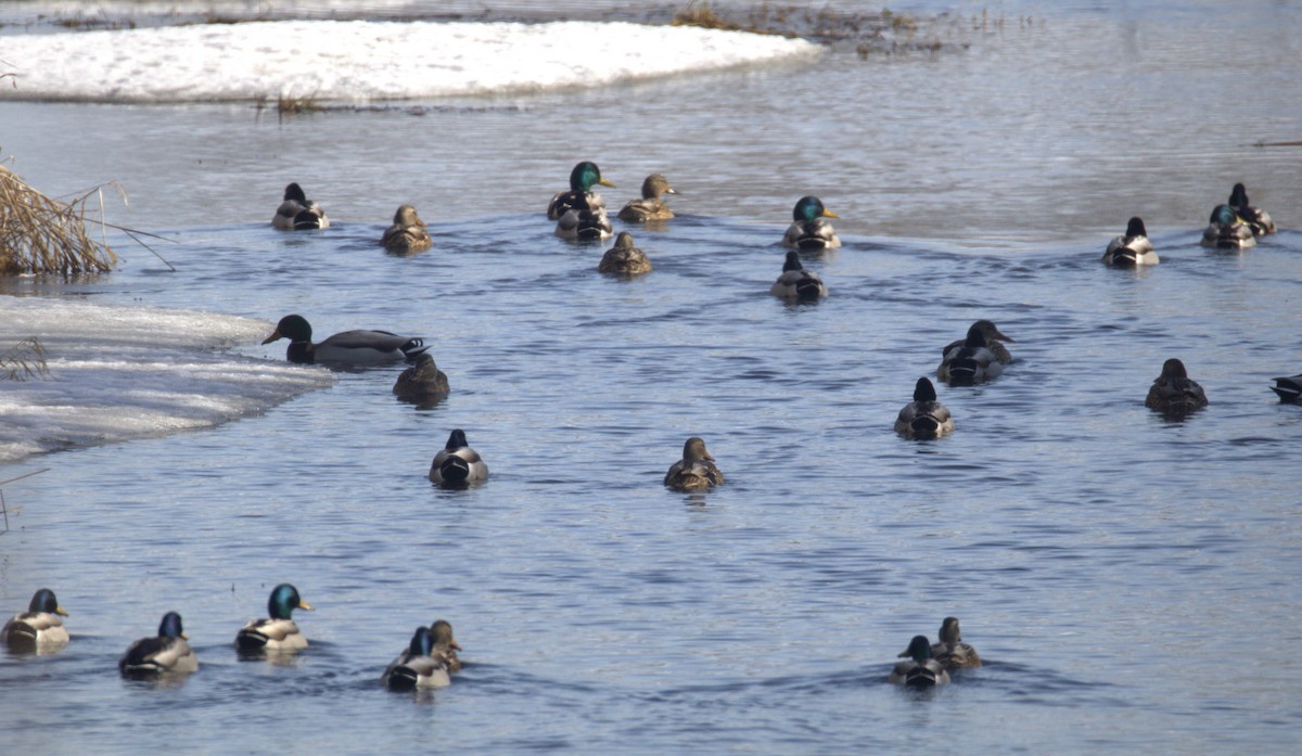 Mallard - ML650886064