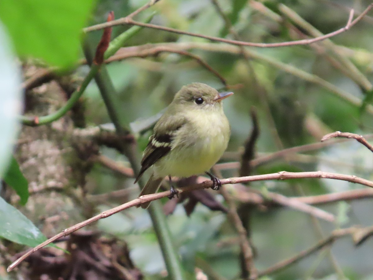 Sarı Karınlı Boreal Sinekkapan - ML650886068