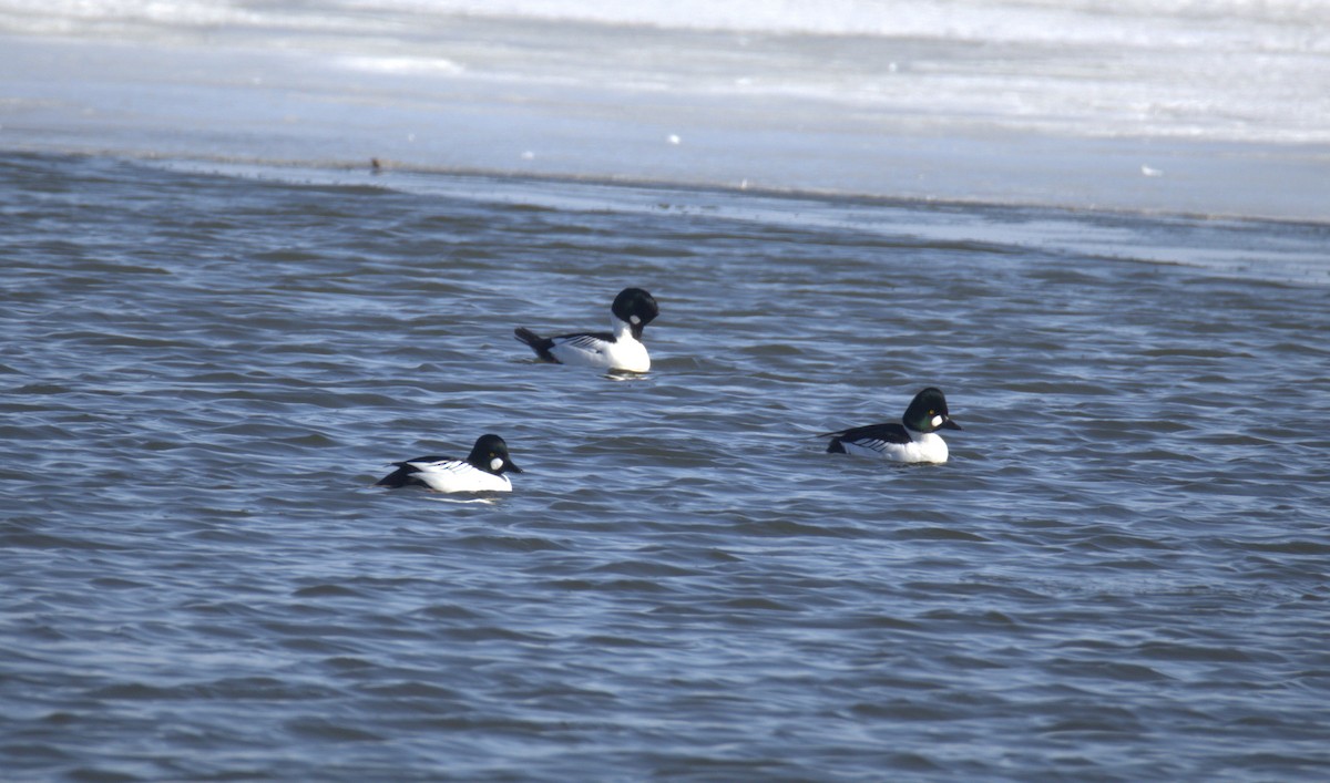Common Goldeneye - ML650886073
