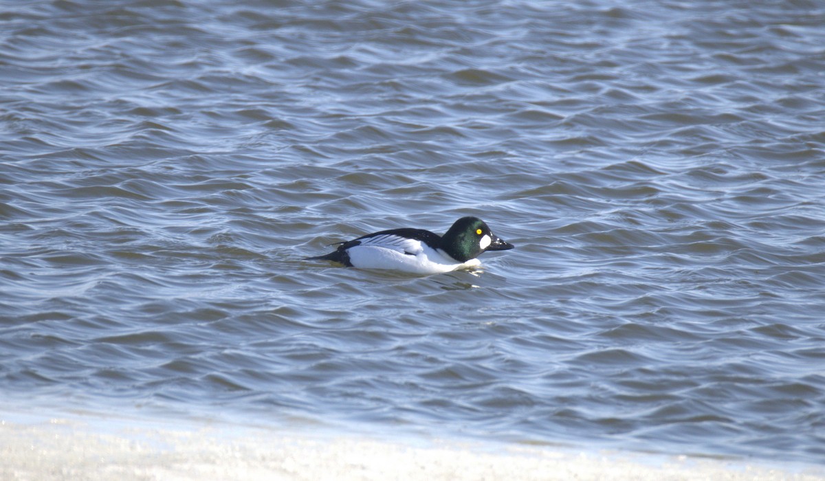 Common Goldeneye - ML650886076