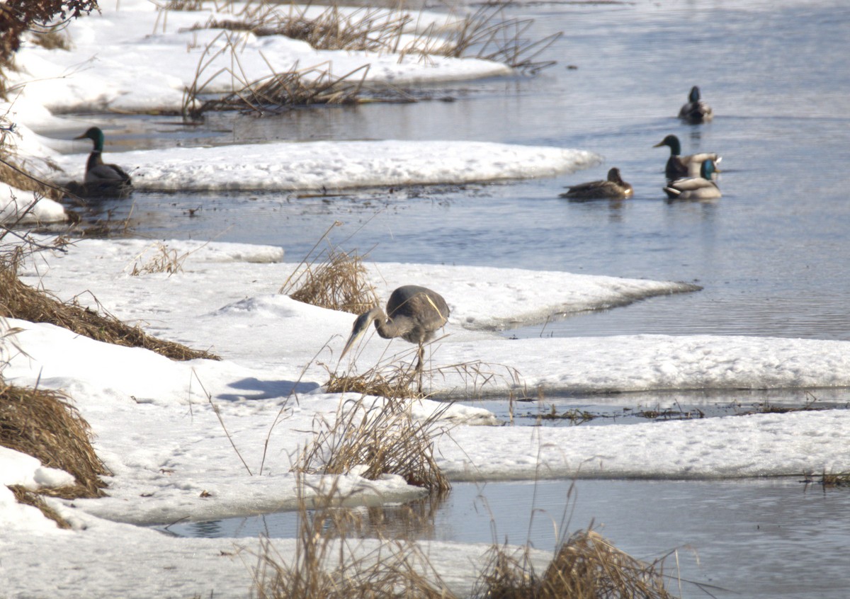 Great Blue Heron - ML650886081