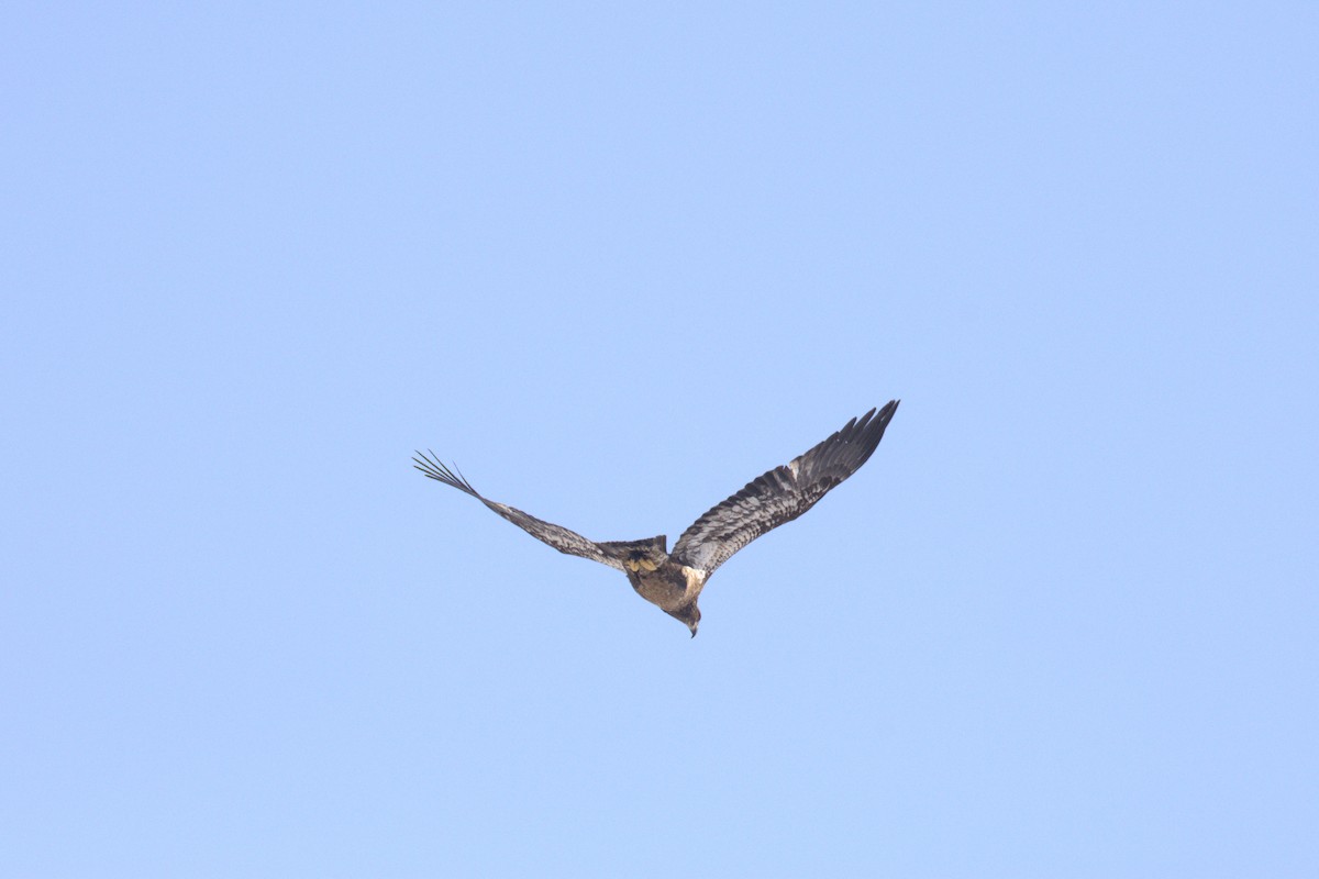 Bald Eagle - ML650886093