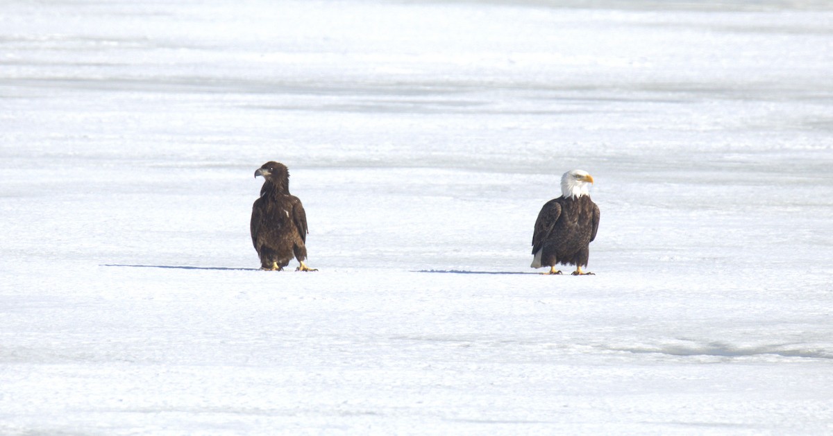 Bald Eagle - ML650886096