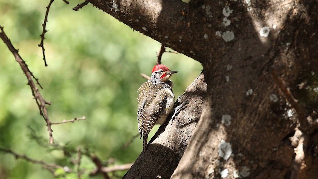 Nubian Woodpecker - ML650886100