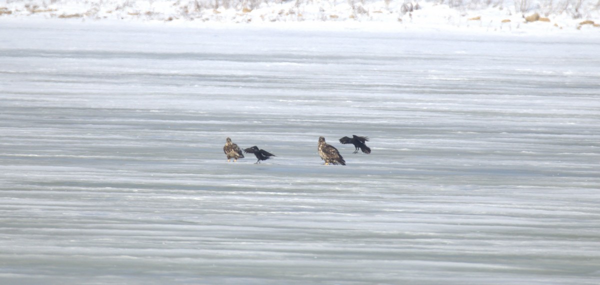 Common Raven - ML650886122