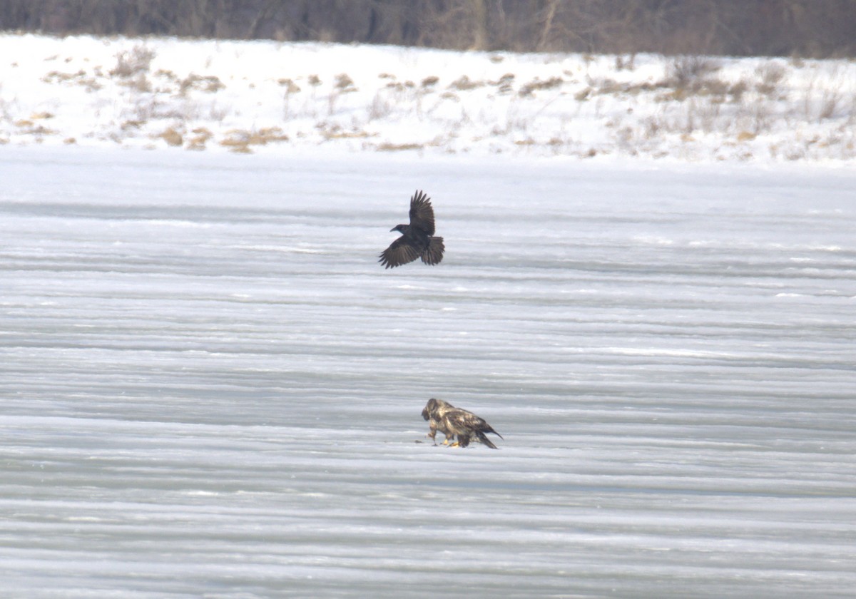 Common Raven - ML650886124