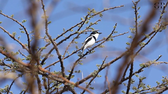 Western Black-headed Batis - ML650886298