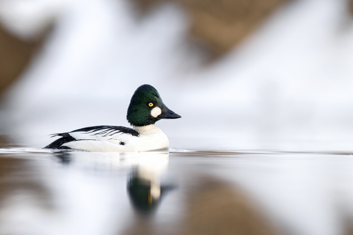 עבראש ירוק - ML650886380