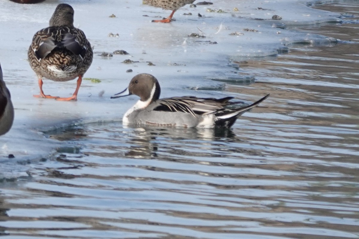 Northern Pintail - ML650886386